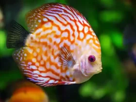 kota wonosobo, profil kota wonosobo, sejarah kota wonosobo, ibu kota kabupaten wonosobo, populasi kota wonosobo, peta kota wonosobo, kota wonosobo dalam angka, kota wonosobo dalam statistik, kota wonosobo dalam data, kota wonosobo dalam sejarah, dataran tinggi dieng, kawah sikidang, candi arjuna, telaga warna, bukit sikunir, festival balon udara dieng, festival dieng culture, wisata wonosobo, wisata alam wonosobo, wisata budaya wonosobo, kota gaplek, kota carica, kota apel, kuliner wonosobo, mie ongklok, carica wonosobo, apel wonosobo, olahan gaplek, oleh-oleh khas wonosobo, produk pertanian wonosobo, kerajinan gerabah wonosobo, batik wonosobo, kontes sansevieria wonosobo, kota bunga wonosobo, industri kreatif wonosobo, produk lokal wonosobo, desa wisata wonosobo, ekonomi kreatif wonosobo, pariwisata wonosobo, usaha mikro wonosobo, berita kota wonosobo, info kota wonosobo, update kota wonosobo, pemerintah kota wonosobo, agenda kota wonosobo, kegiatan pemkot wonosobo, berita terkini wonosobo, kebijakan pemkot wonosobo, isu lokal kota wonosobo, pembangunan kota wonosobo