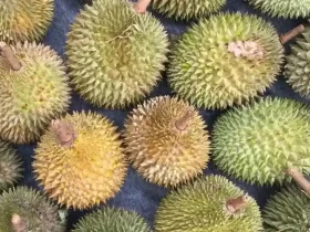 kota wonosobo, profil kota wonosobo, sejarah kota wonosobo, ibu kota kabupaten wonosobo, populasi kota wonosobo, peta kota wonosobo, kota wonosobo dalam angka, kota wonosobo dalam statistik, kota wonosobo dalam data, kota wonosobo dalam sejarah, dataran tinggi dieng, kawah sikidang, candi arjuna, telaga warna, bukit sikunir, festival balon udara dieng, festival dieng culture, wisata wonosobo, wisata alam wonosobo, wisata budaya wonosobo, kota gaplek, kota carica, kota apel, kuliner wonosobo, mie ongklok, carica wonosobo, apel wonosobo, olahan gaplek, oleh-oleh khas wonosobo, produk pertanian wonosobo, kerajinan gerabah wonosobo, batik wonosobo, kontes sansevieria wonosobo, kota bunga wonosobo, industri kreatif wonosobo, produk lokal wonosobo, desa wisata wonosobo, ekonomi kreatif wonosobo, pariwisata wonosobo, usaha mikro wonosobo, berita kota wonosobo, info kota wonosobo, update kota wonosobo, pemerintah kota wonosobo, agenda kota wonosobo, kegiatan pemkot wonosobo, berita terkini wonosobo, kebijakan pemkot wonosobo, isu lokal kota wonosobo, pembangunan kota wonosobo